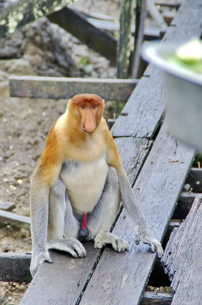 Proboscis Monkeys Endemisch Van Borneo Eiland Maleisië — Stockfoto