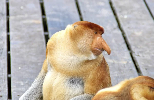 Endemiczne Małpy Trąba Wyspy Borneo Malezja — Zdjęcie stockowe