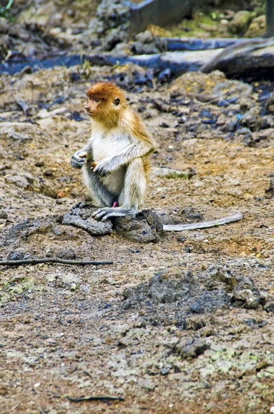 Proboscis Monkeys Endemisch Van Borneo Eiland Maleisië — Stockfoto