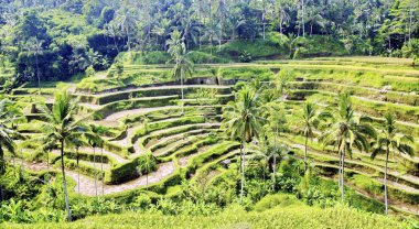 Bali 'de pirinç terasları