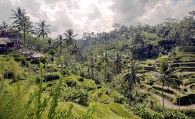 Bali 'de pirinç terasları