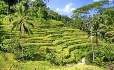 Bali 'de pirinç terasları