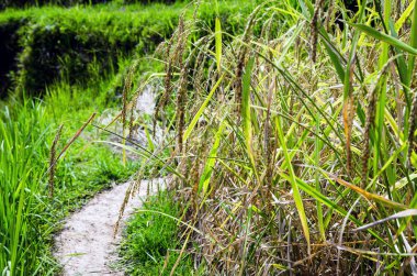 Pirinç terasları Ubud, Bali, Endonezya