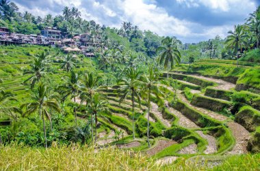 Pirinç terasları Ubud, Bali, Endonezya