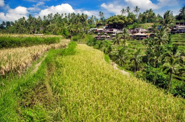Pirinç terasları Ubud, Bali, Endonezya