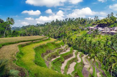 Pirinç terasları Ubud, Bali, Endonezya