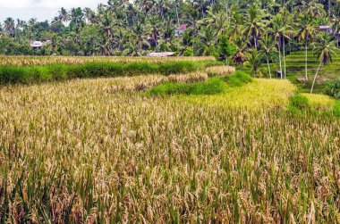 Pirinç terasları Ubud, Bali, Endonezya