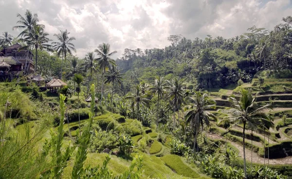 Terrazas Arroz Bali —  Fotos de Stock