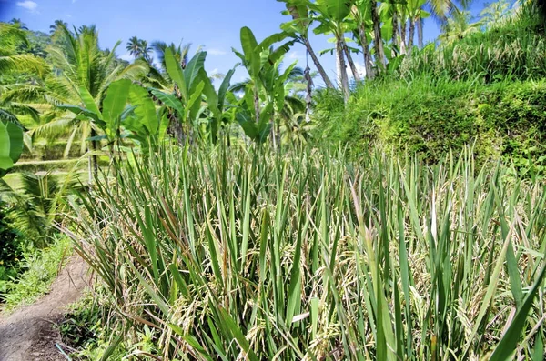 Reisterrassen Auf Bali — Stockfoto