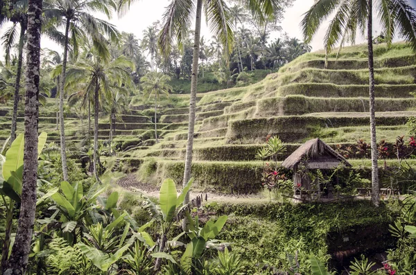 Terrazas Arroz Bali —  Fotos de Stock