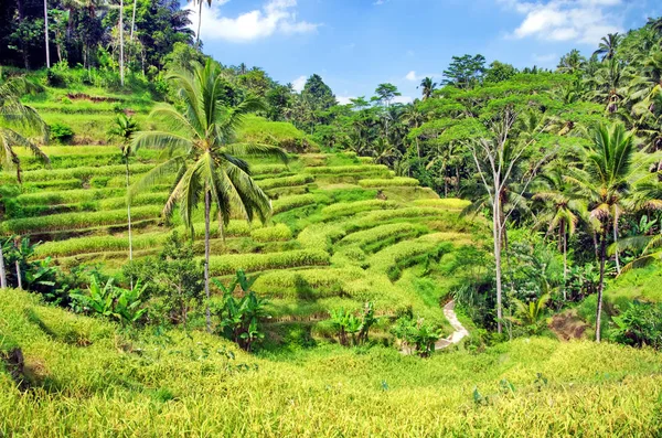 Terrazas Arroz Ubud Bali Indonesia —  Fotos de Stock