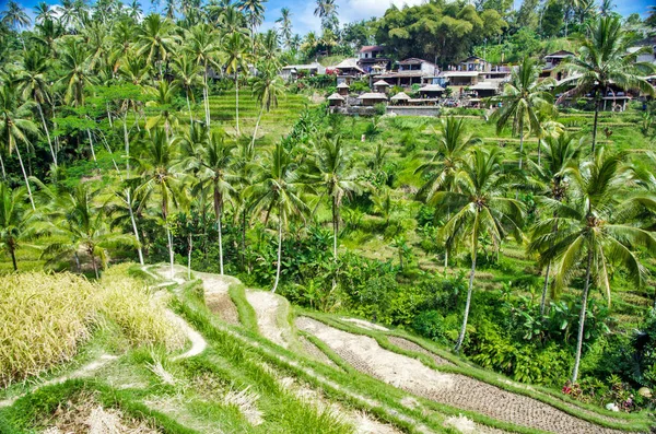 Рисові Тераси Ubud Балі Індонезія — стокове фото