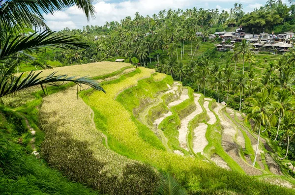 Рисові Тераси Ubud Балі Індонезія — стокове фото