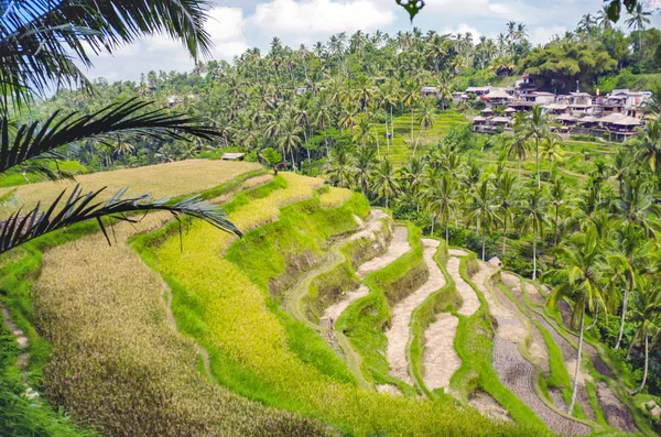 Risterrasser Ubud Bali Indonesien — Stockfoto