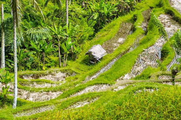 Terrazas Arroz Ubud Bali Indonesia —  Fotos de Stock