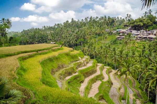 Terrazas Arroz Ubud Bali Indonesia —  Fotos de Stock