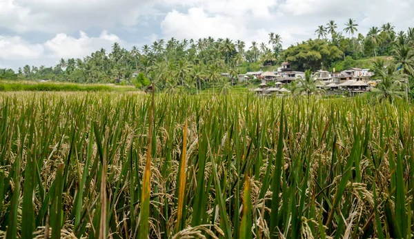Pirinç Terasları Ubud Bali Endonezya — Stok fotoğraf