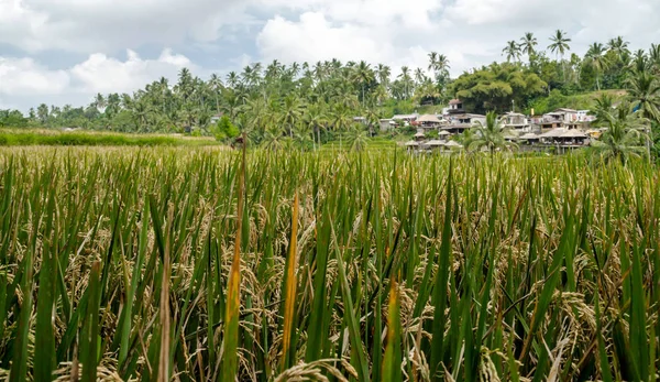 Reisterrassen Von Ubud Bali Indonesien — Stockfoto