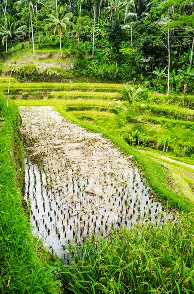 Reisterrassen Von Ubud Bali Indonesien — Stockfoto