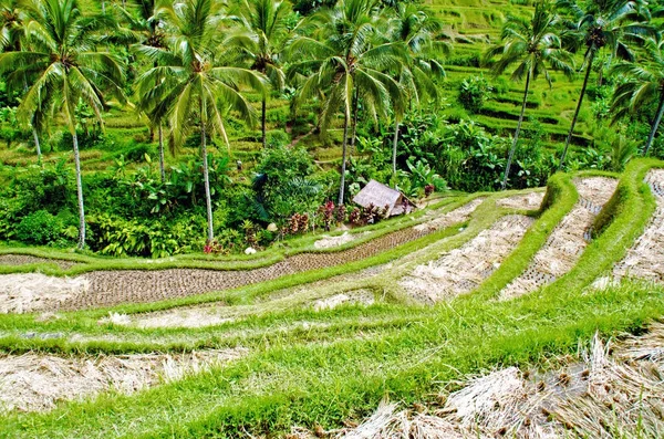 Risterrasser Ubud Bali Indonesien — Stockfoto