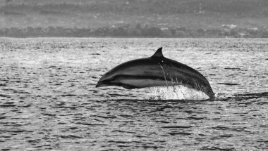 Sabah, Lovina plajında gündoğumu, Bali