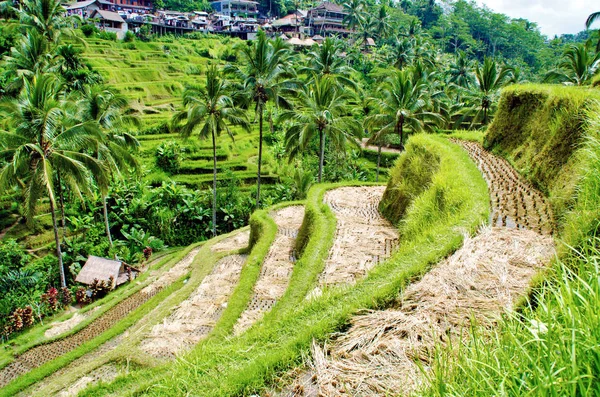 Rice Teraszok Ubud Bali Indonézia — Stock Fotó