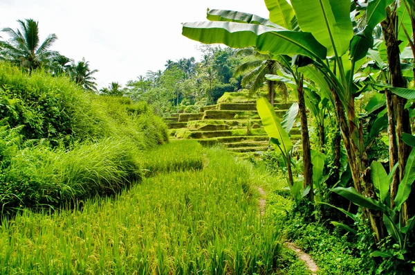 Ρύζι Βεράντες Ουμπούντ Μπαλί Ινδονησία — Φωτογραφία Αρχείου