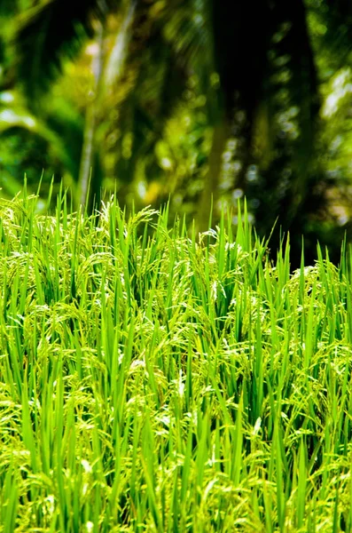 Terraços Arroz Ubud Bali Indonésia — Fotografia de Stock