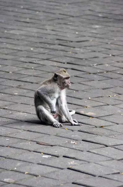 Monos Bali Ubud —  Fotos de Stock