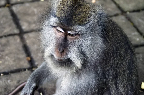 Maymunlar Bali Ubud — Stok fotoğraf