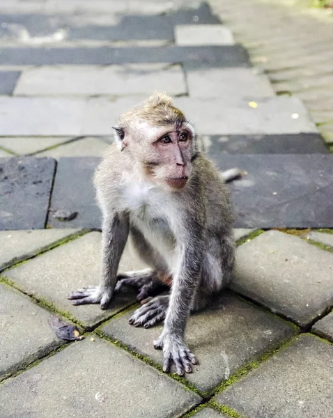 Monos Bali Ubud —  Fotos de Stock