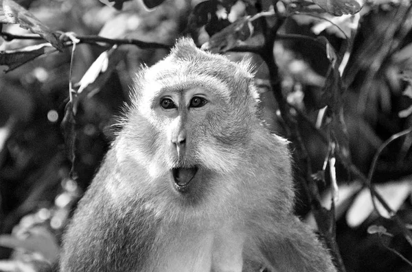 Monos Bali Ubud —  Fotos de Stock