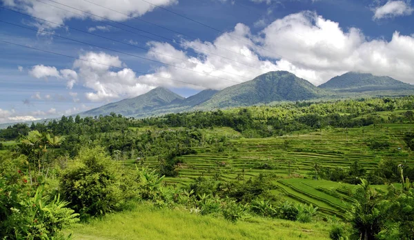 Riisiterassit Balilla — kuvapankkivalokuva
