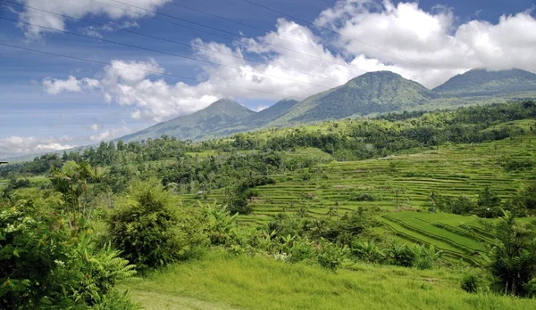 Riisiterassit Balilla — kuvapankkivalokuva