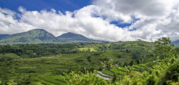 Terrazze Riso Bali — Foto Stock