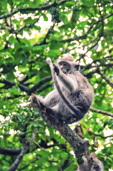 Monkeys Bali Ubud — Stock Photo, Image