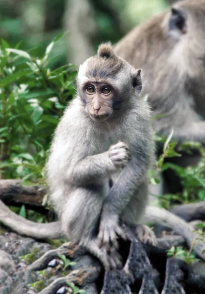 Un mono de Bali —  Fotos de Stock