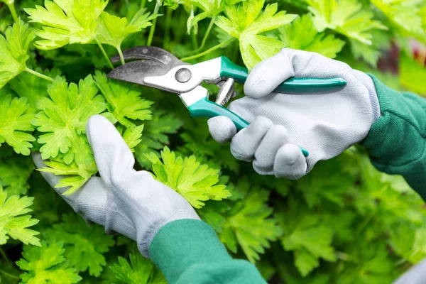 Handen op handschoenen snijden bladeren — Stockfoto