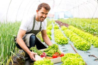 Adam bir sera sebze hasat