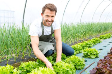  Adam bir sera sebze hasat