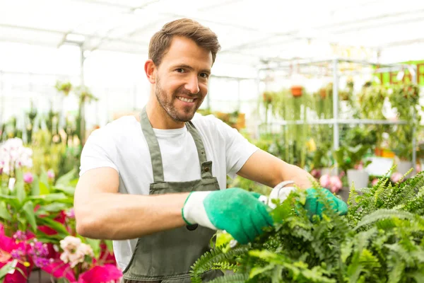 Mann erntet Gemüse in einem Gewächshaus — Stockfoto