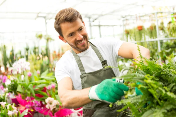 Man skörda grönsaker i ett växthus — Stockfoto