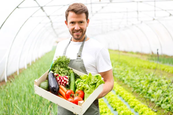 Mann erntet Gemüse in einem Gewächshaus — Stockfoto