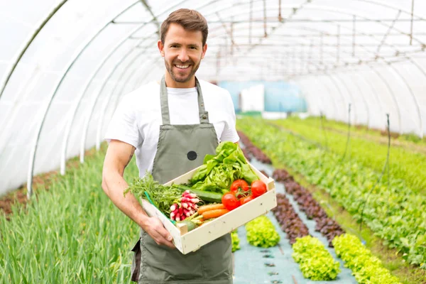 Mann erntet Gemüse in einem Gewächshaus — Stockfoto