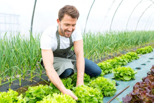 Muž sklizeň zeleniny ve skleníku — Stock fotografie