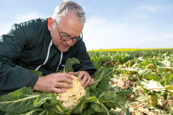 Agricoltore anziano nel settore — Foto Stock