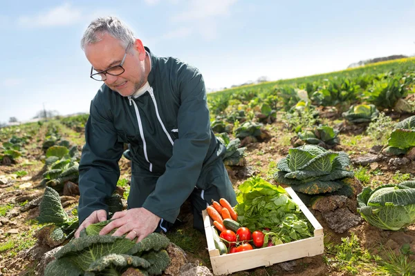 Agricoltore anziano nel settore — Foto Stock