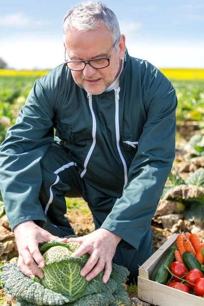 Senior Landwirt auf dem Feld — Stockfoto