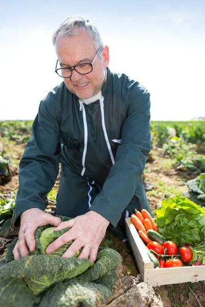 Senior attraktiver Bauer erntet Gemüse auf einem Feld - natu — Stockfoto