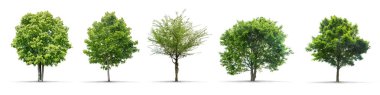 Ağaçlar yüksek tanımlı koleksiyonu